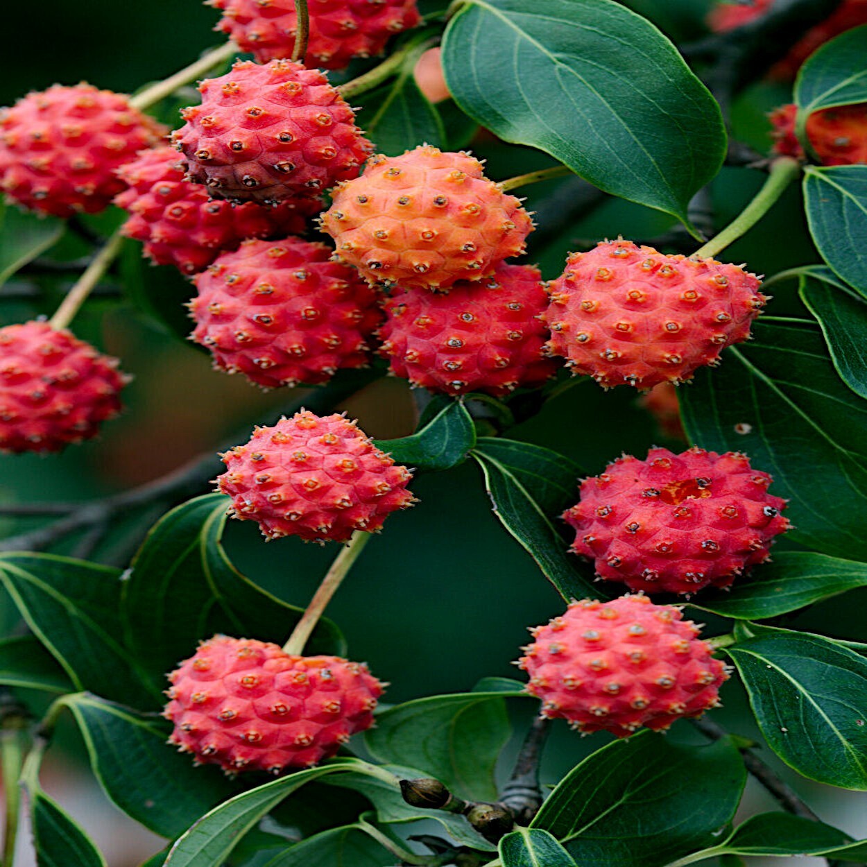 KOUSA DOGWOOD TREE SEEDS Chinese Milky Way Hardy-5 White Flower Red Fruit Plant