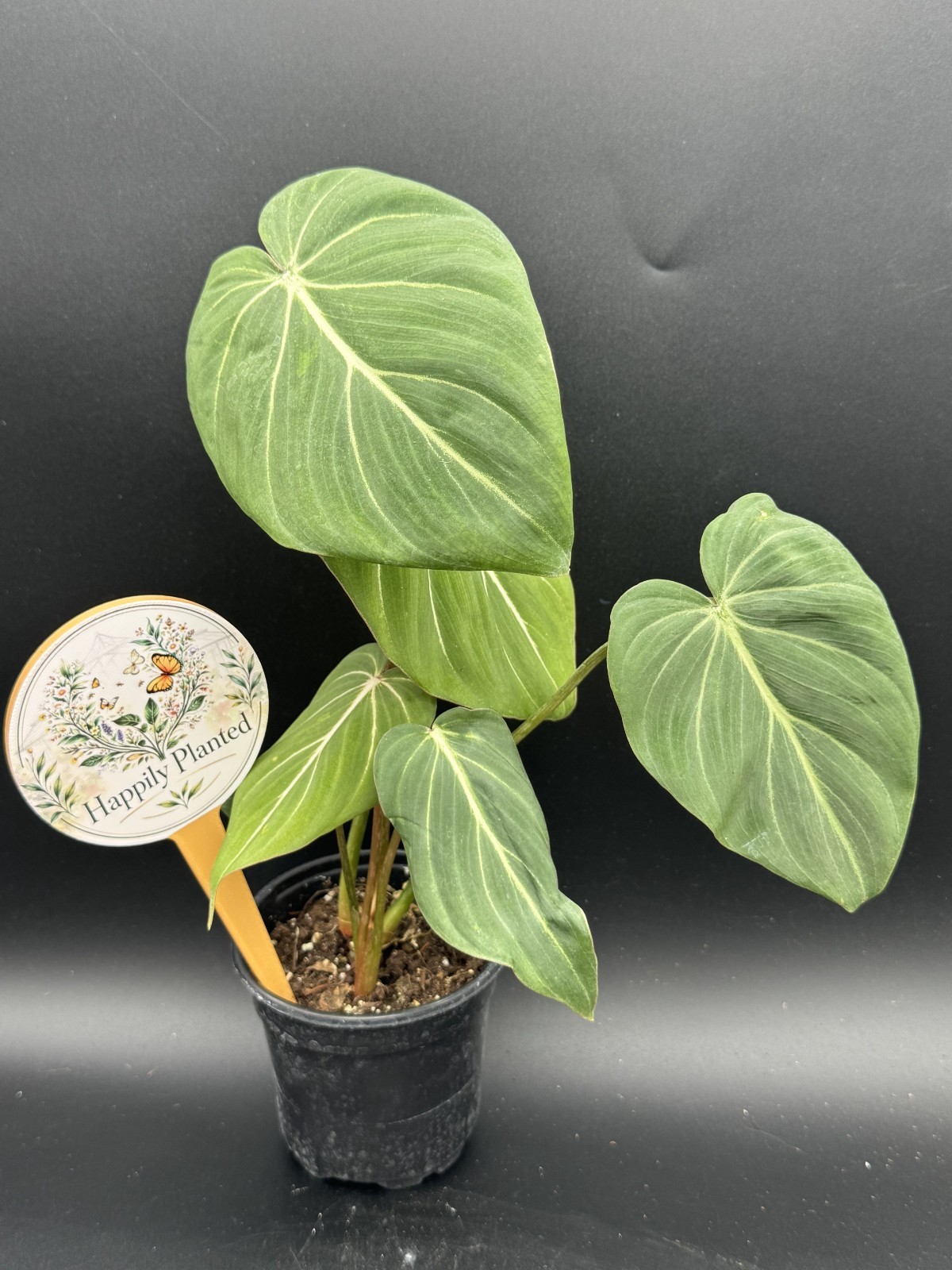 Philodendron Gloriosum – 4″ Pot – Free Shipping