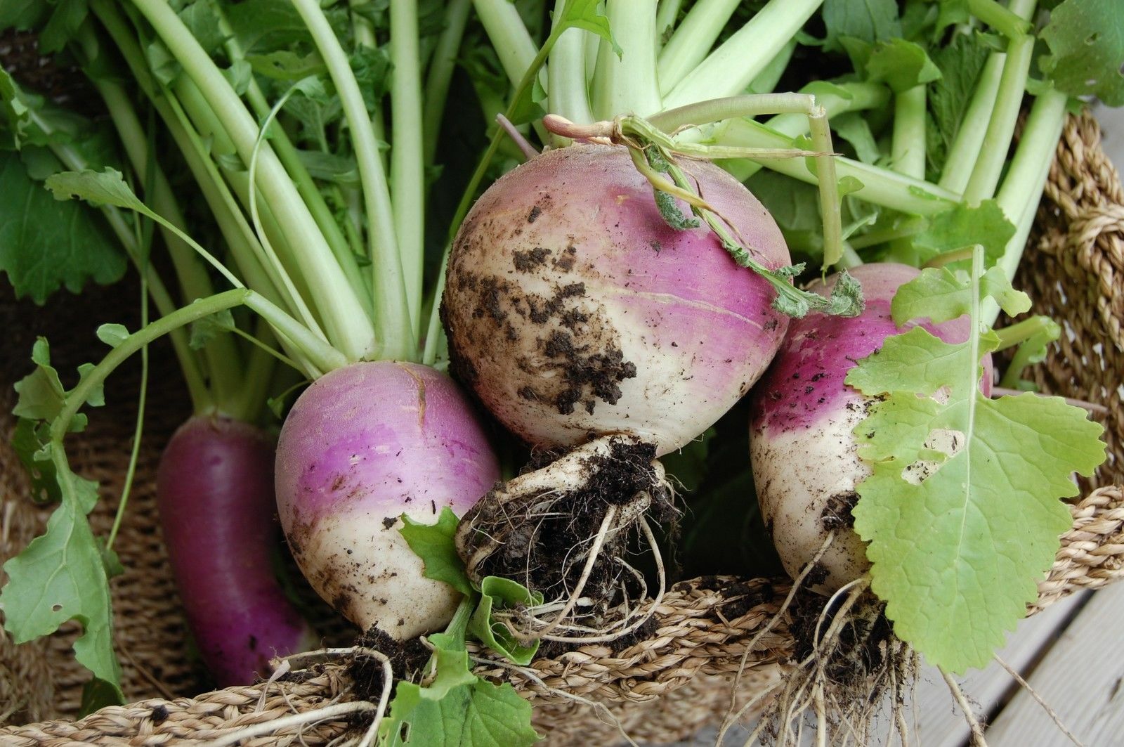 Purple Top White Globe Turnip Seeds, 1 LB, NON-GMO, FREE SHIPPING