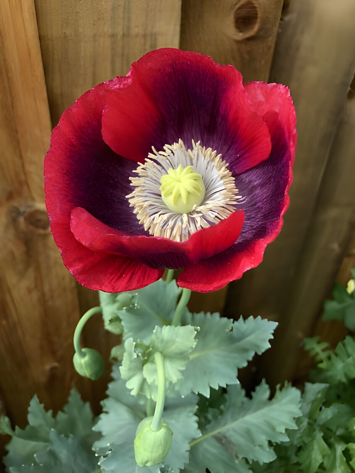 1,000 Seeds – Ultimate Mixed Poppy Seed – P. Somniferum – 10 Beautiful Varieties