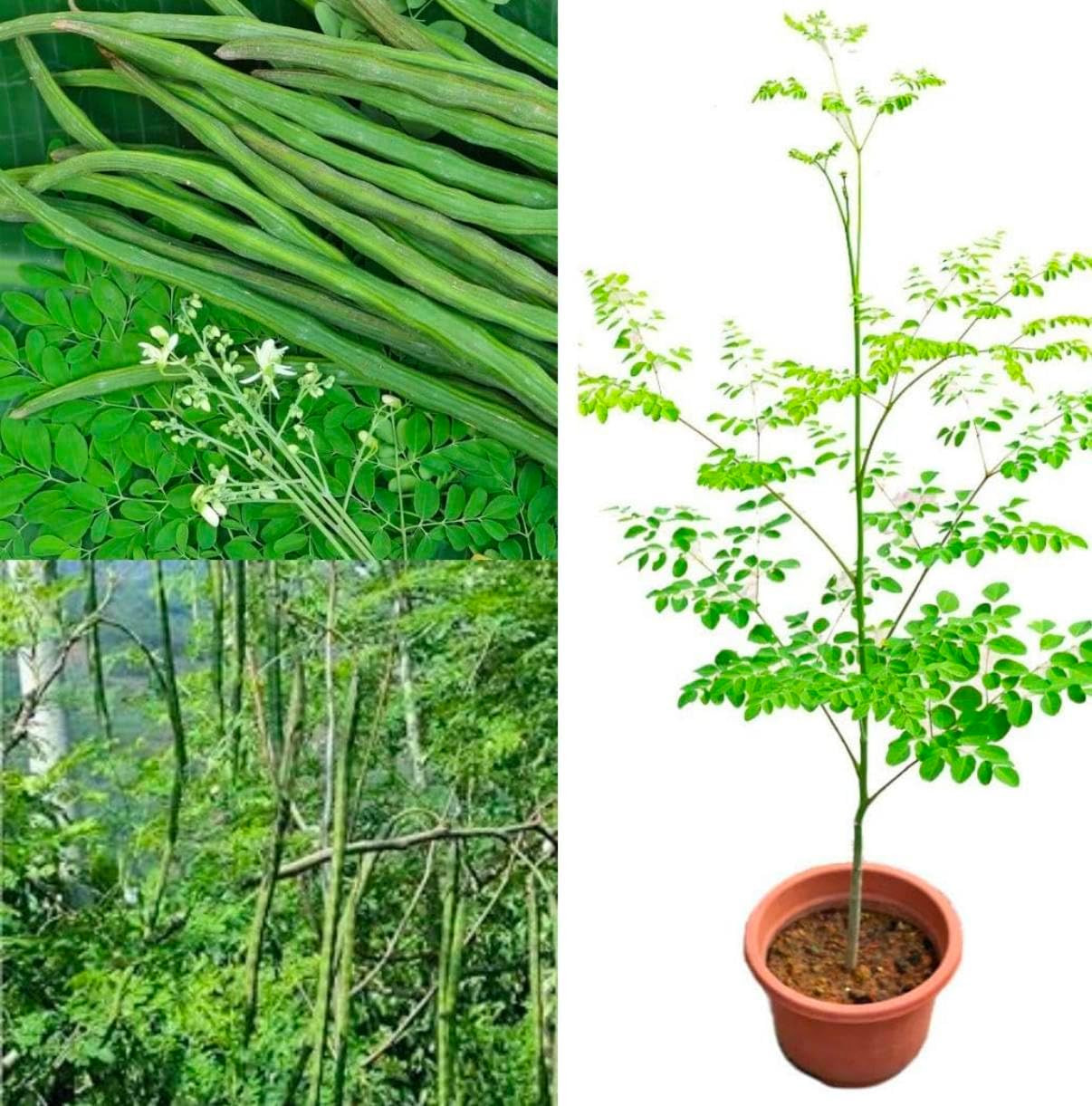 100 Moringa Seeds Approx | Moringa Seeds for Planting | Edible, Excellent Germin