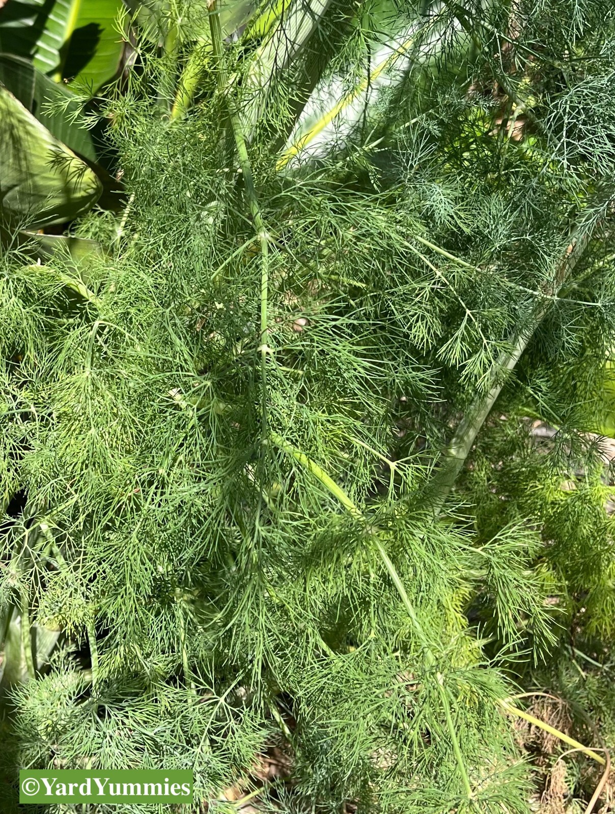 Bouquet Dill Herb Seeds- 300 SEEDS Heirloom Anethum Graveolens Naturally Grown