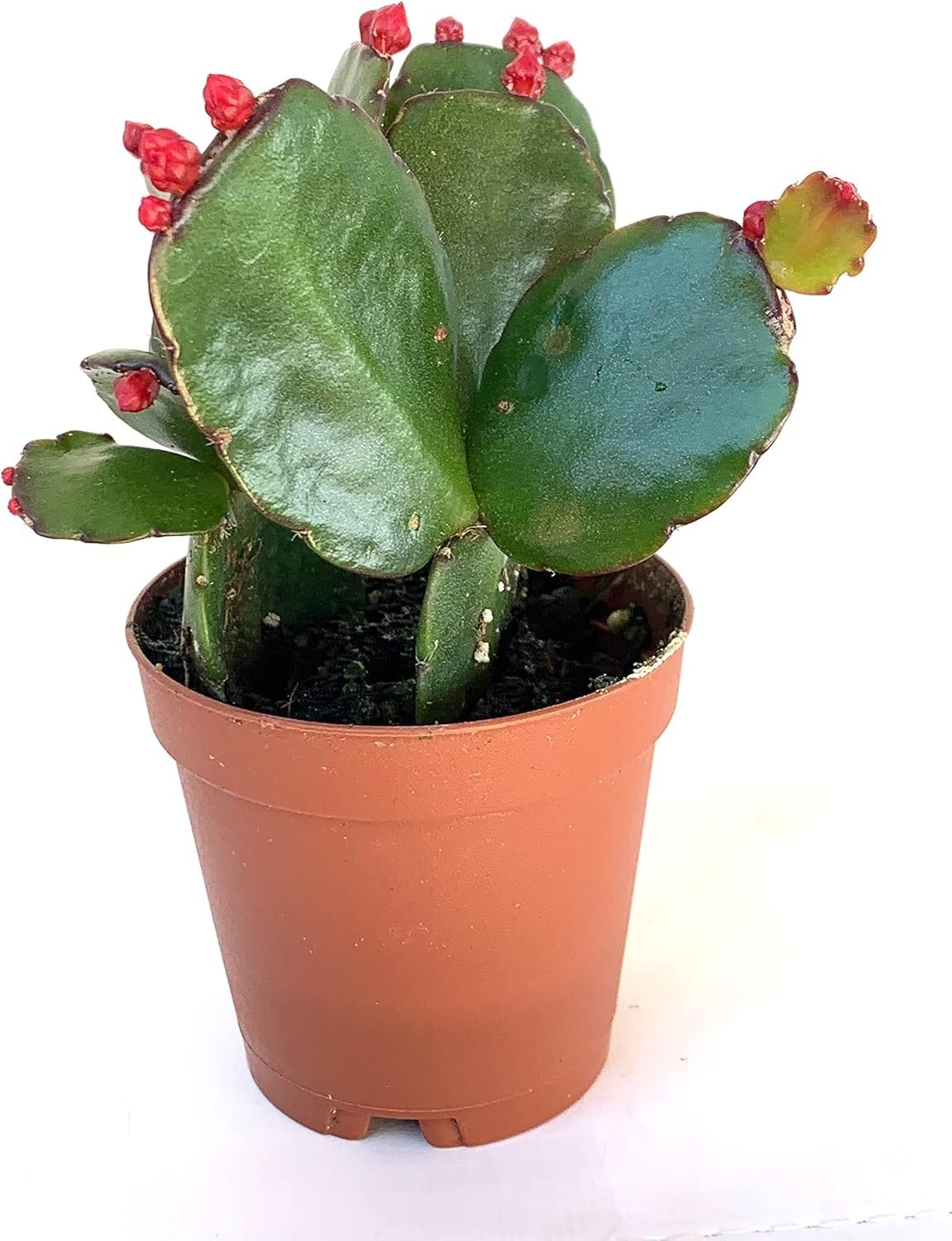 Red Flower Easter Cactus Rhipsalidopsis Gaertnerrii, 2″ Pot