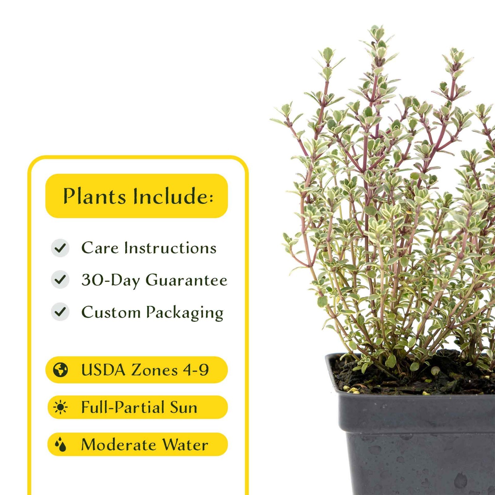 2 Silver Thyme Plants in 3.5″ Cubes, Live Aromatic Variegated Herb (Thymus)