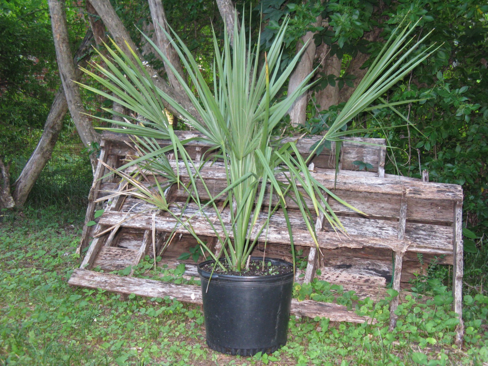 Sabal Palmetto Seven Gallon From Our Seed Grown Zone 7b Trees