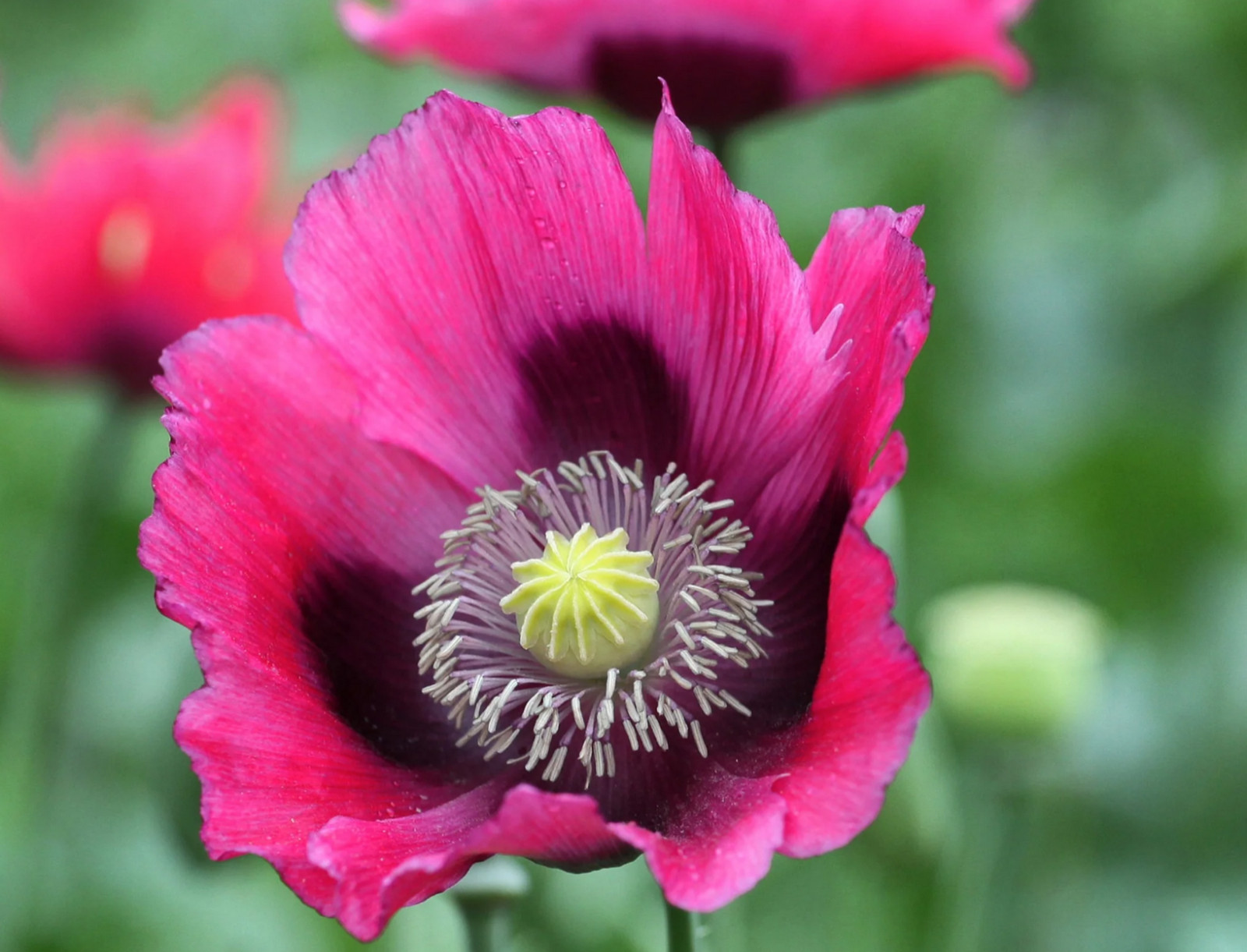 1,000 Turkish Blue Poppy Seeds P. Somniferum Large Purple To Red Blooms Few Left