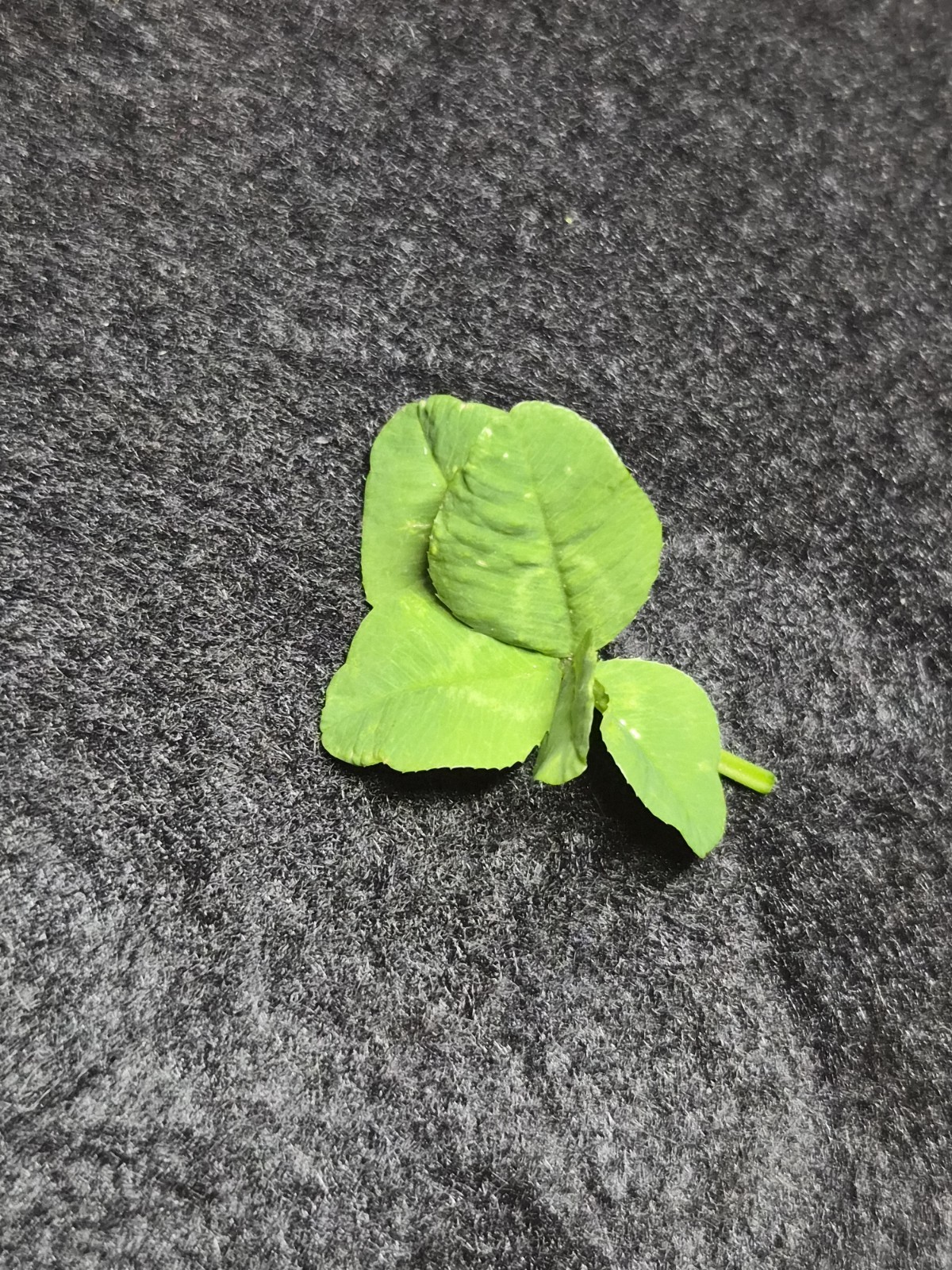 5 Leaf Clover, Yes 5 Leaf Clover I Found In My Backyard