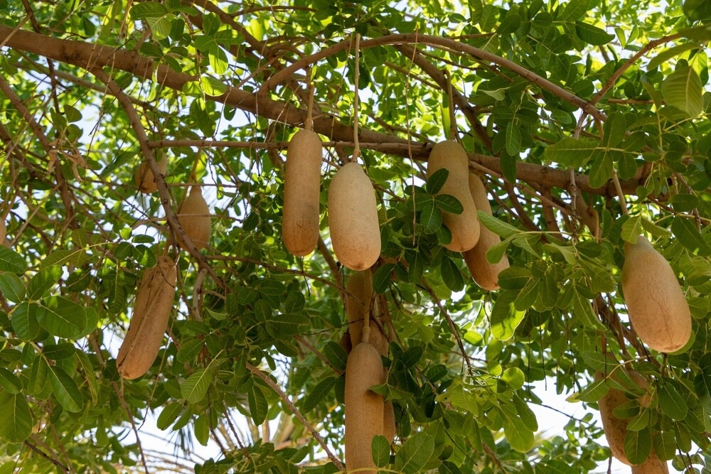 10 Sausage Tree Seeds Kigelia africana