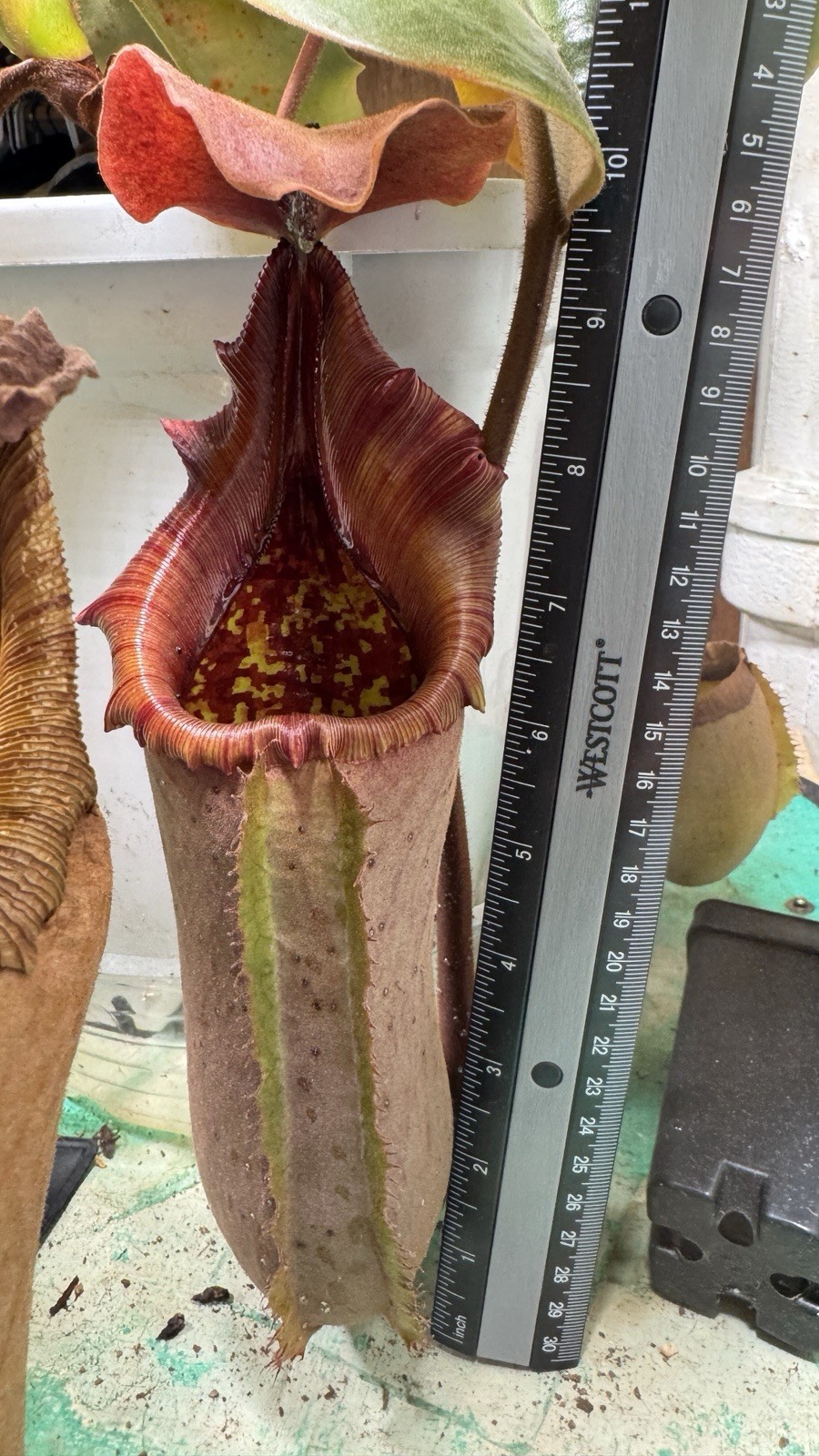 Nepenthes Truncata Highland Reddish Leaves AW Clone 1 Specimen Size Please Read!