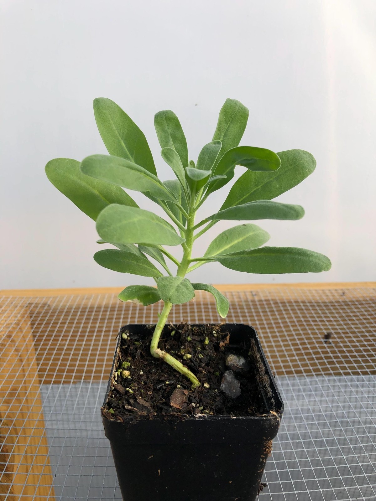 Stock Flower Live Flower Plants – Seedlings/Plugs- 4″- 12″ tall- 30-50 days old,