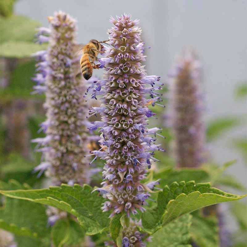 Hyssop PURPLE GIANT Agastache Perennial Blue Licorice Attracts Bees 500 Seeds