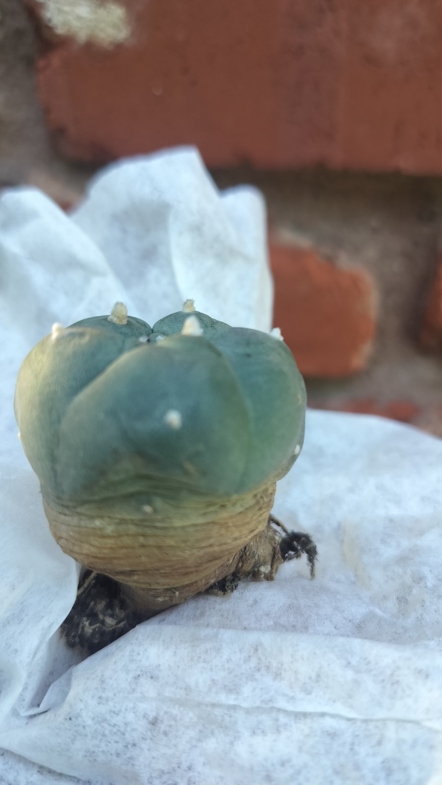 Rare Button Shaped Cactus ( Exact Cactus )