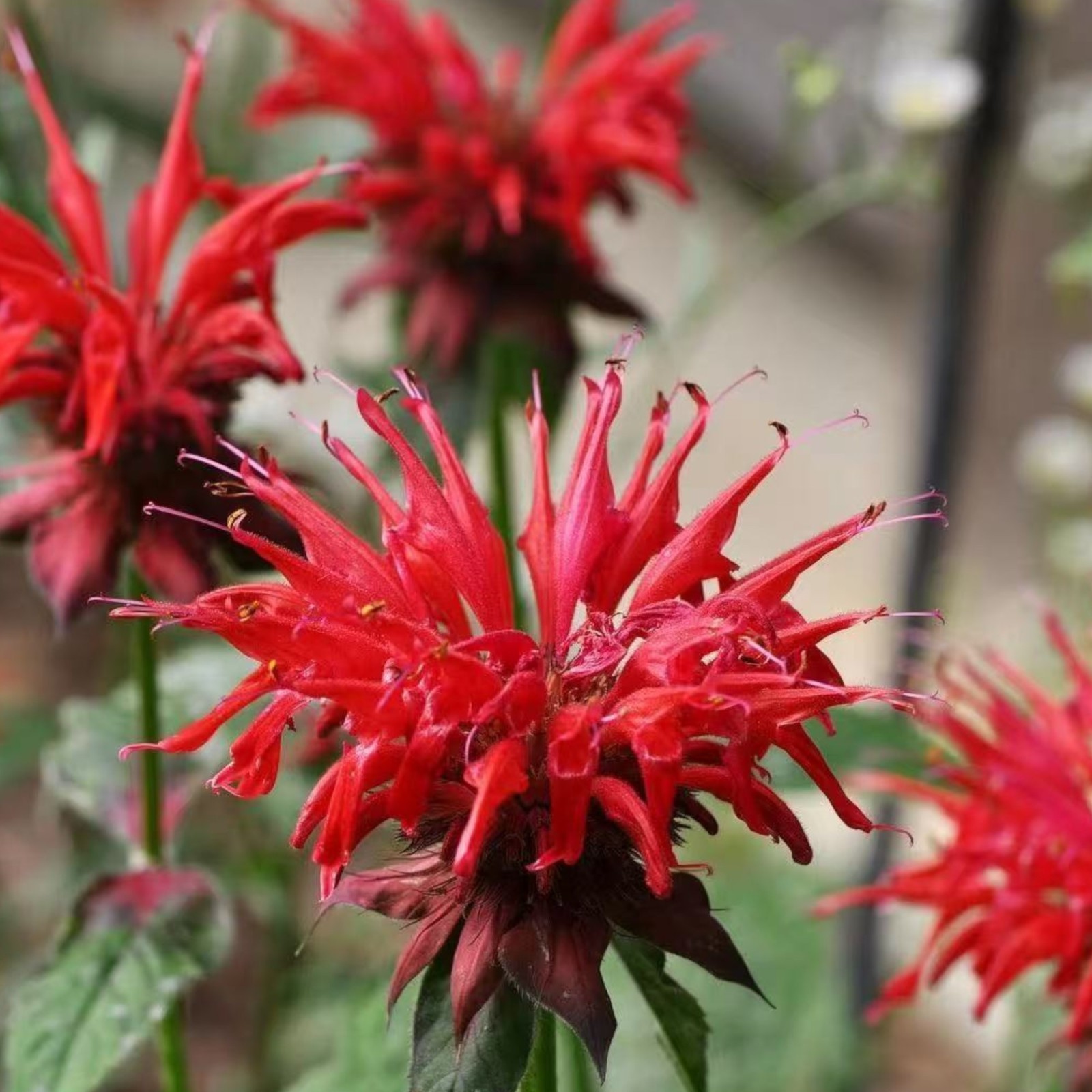1000 Red Bee Balm Seeds Monarda – Fiery Perennial Flower for Hummingbirds