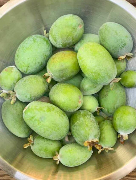 Pineapple Guava Live Plant – 4-6″ Tall – Edible Tropical Fruit & Ornamental Ever