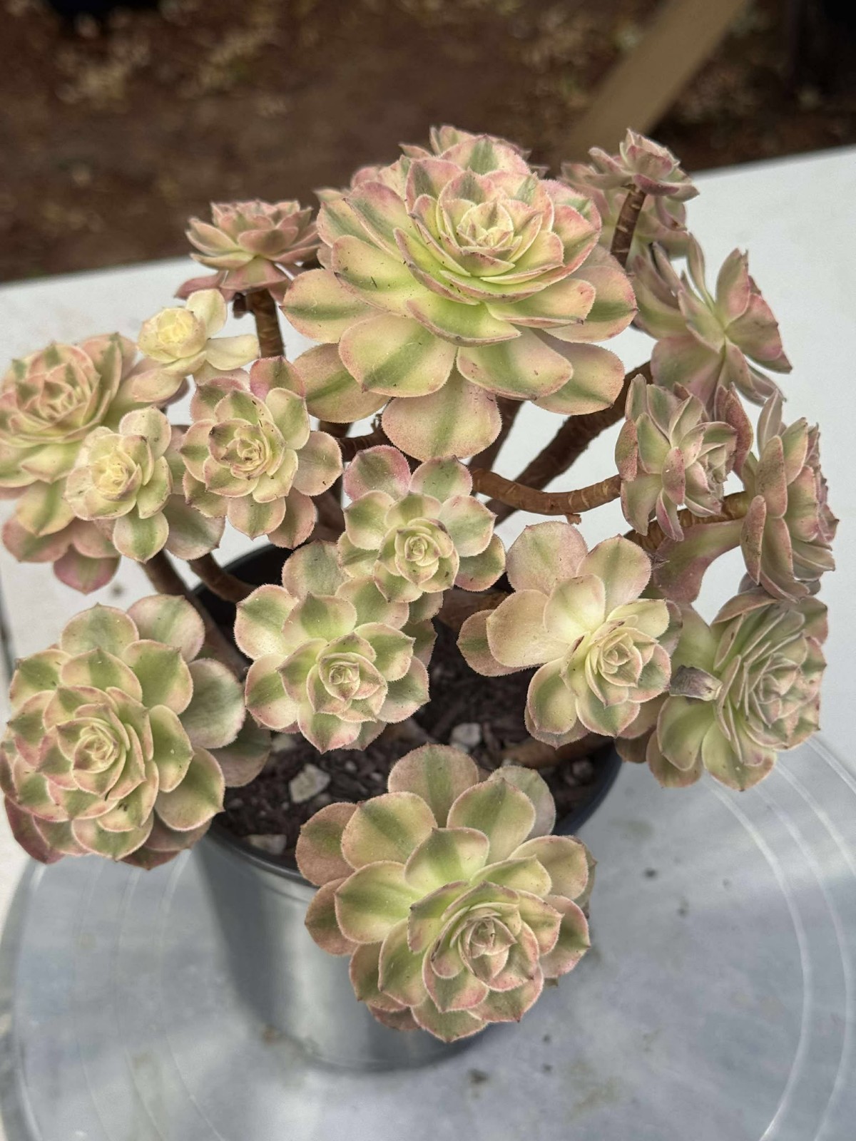 Imported Succulent live plant Home decor Plant gift Pink Halloween teacup #B05