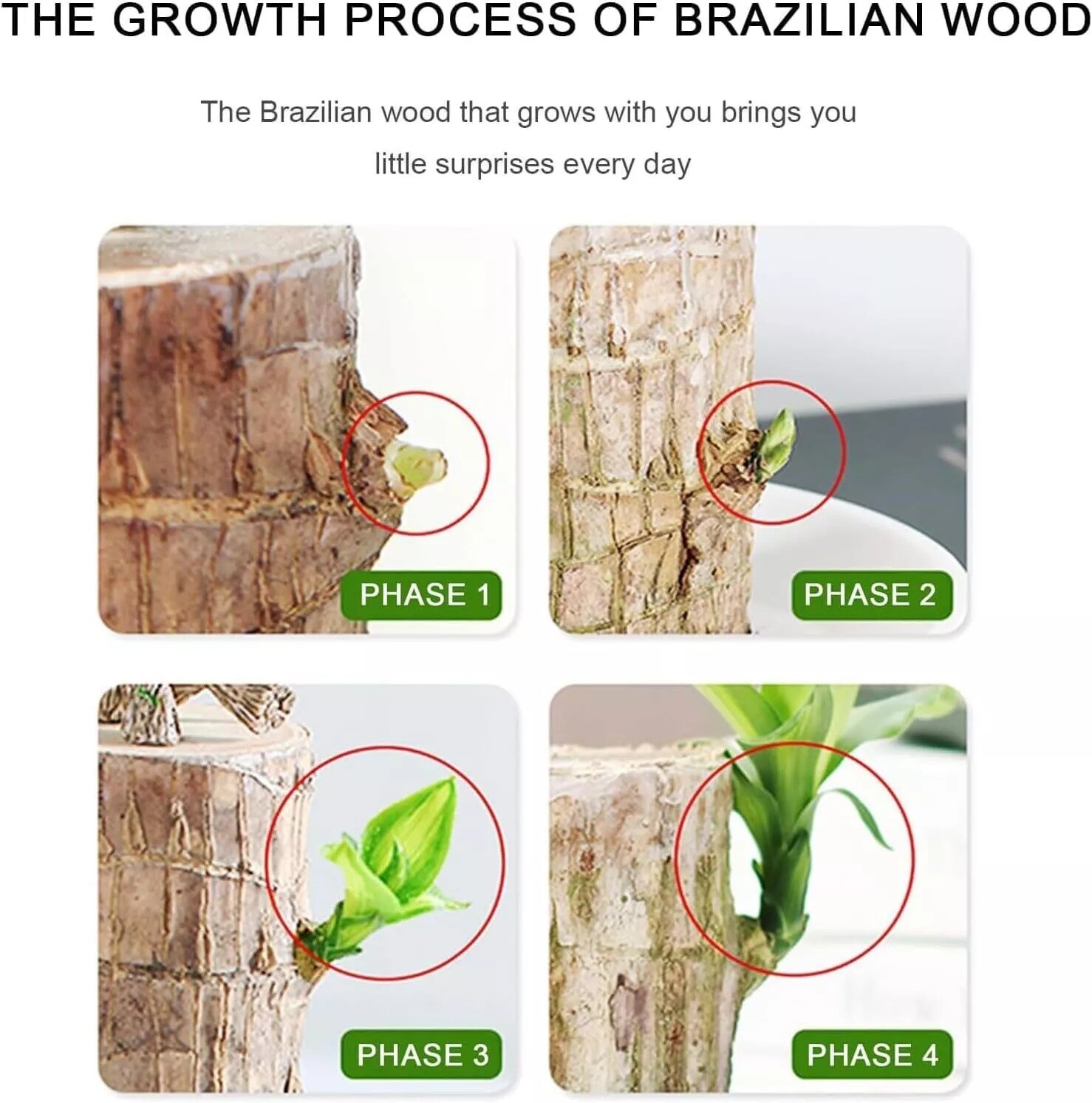 Brazilian Wood Plant Water Raise Mini Brazil Lucky Wood Potted Tree Indoor Decor