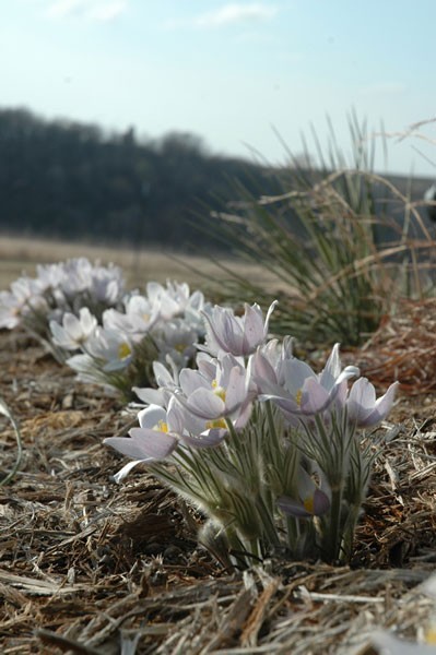 Anemone patens var. wolfgangiana | Pasque Flower | 10_Seeds