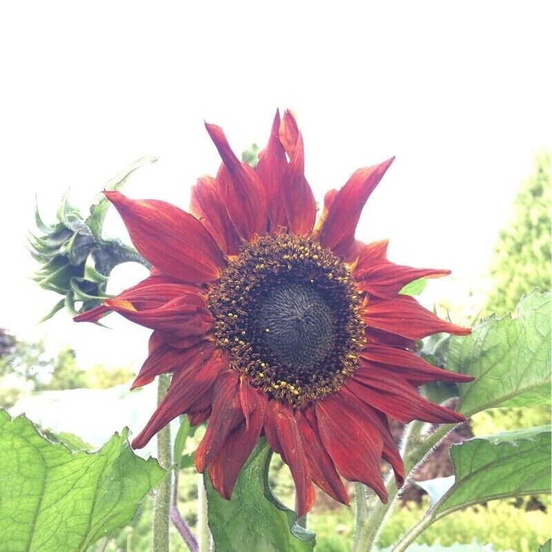 10+ RED SUN SUNFLOWER SEEDS — Heirloom — NON GMO — FRESH — RARE