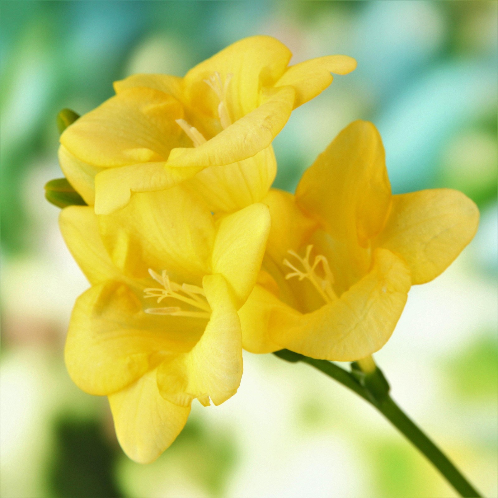 Freesia Single Yellow 15 Plant Bulbs, Spring Flowers Bloom in Sun