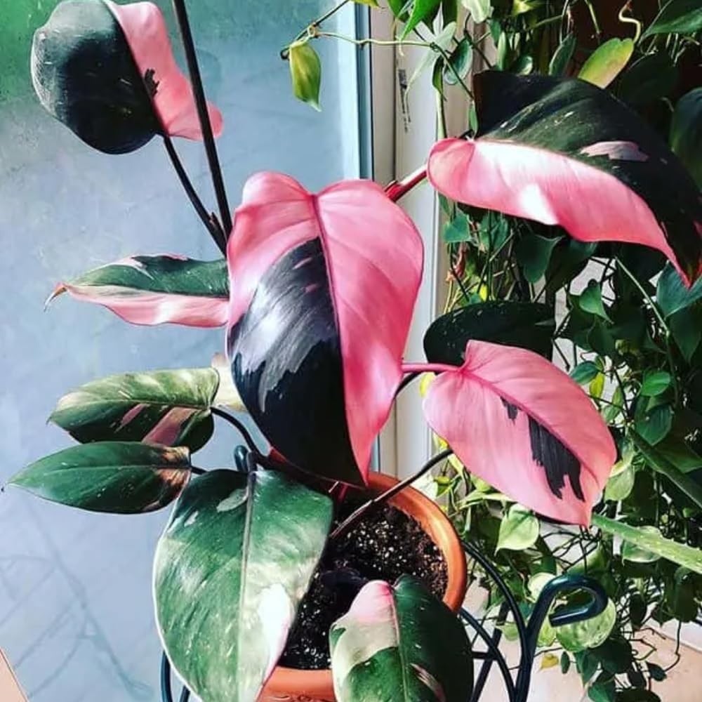 2 Pink Philodendron Plants, Variegated Leaf Houseplant