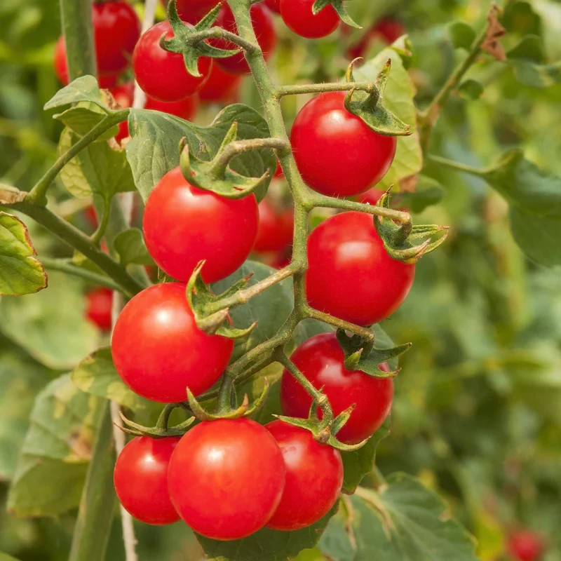 30 MATT’S WILD CHERRY TOMATO SEEDS ~ heirloomseedguy ~ 2026 ~ NON-GMO