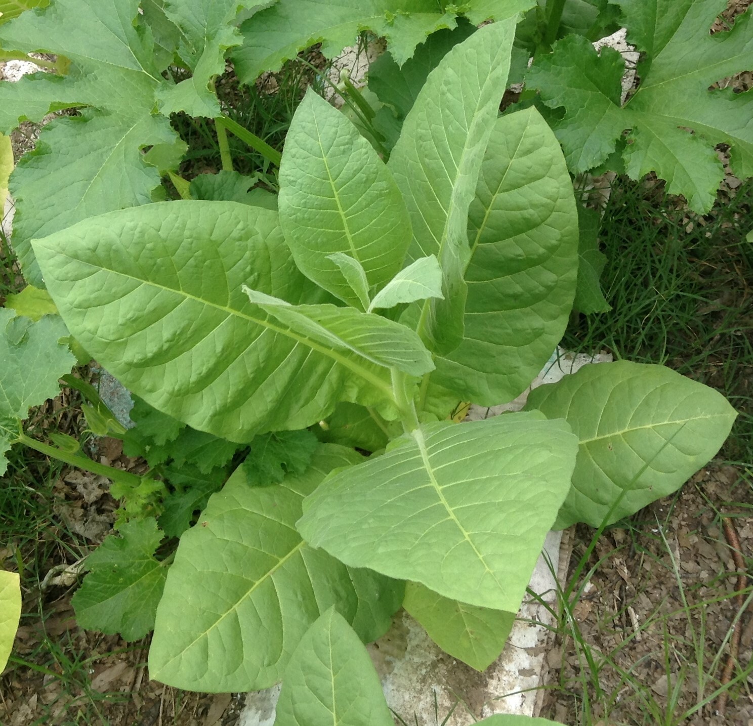 Perique tobacco seeds (1000+ seeds)