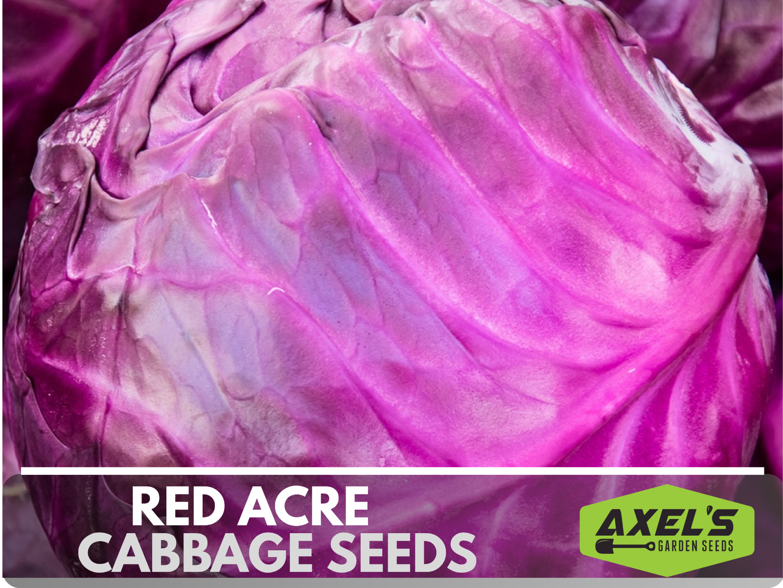 Red Acre Cabbage Seeds | Non-GMO | Heirloom | Fresh Garden Seeds