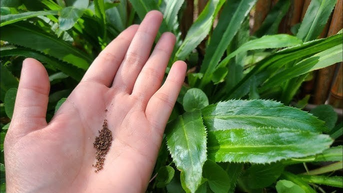 50 Puerto Rican Culantro / Recao Seeds NON GMO ORGANIC HOMEGROWN