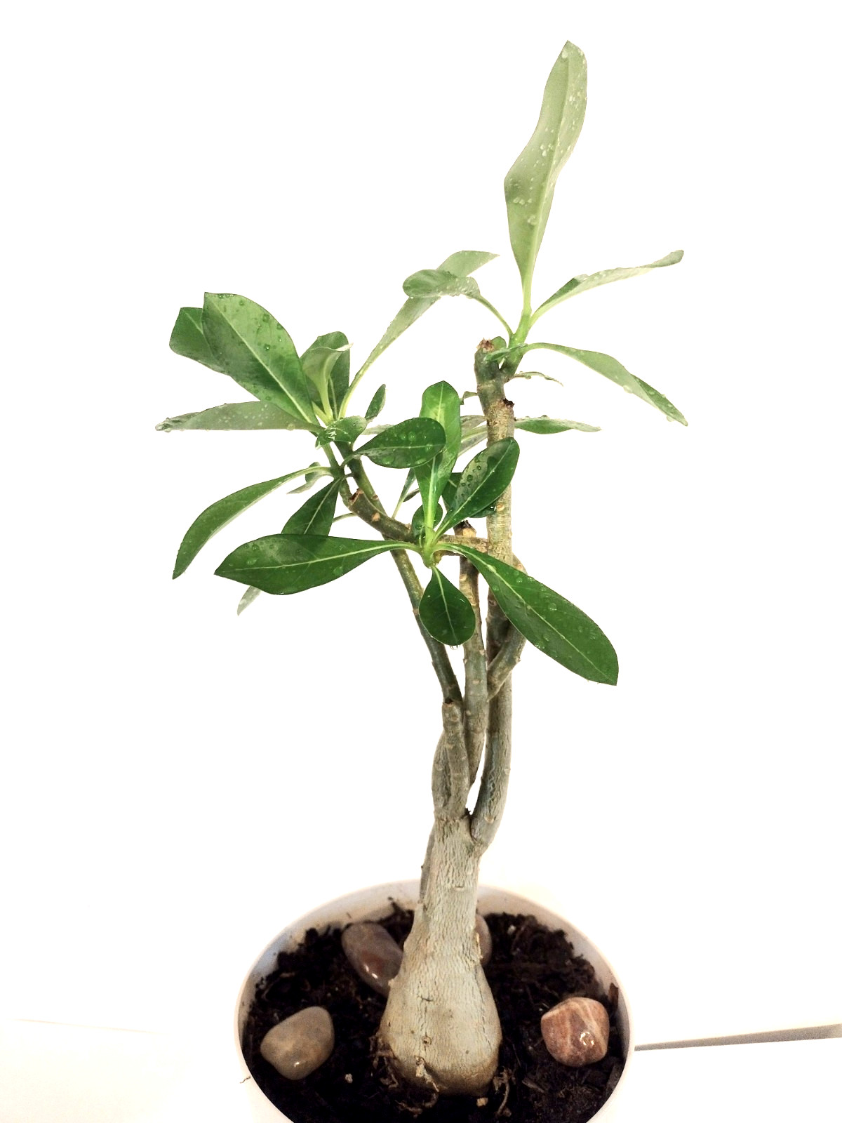 Desert Rose Live Plant, Five Years Old, approx. 11 inches above the soil.