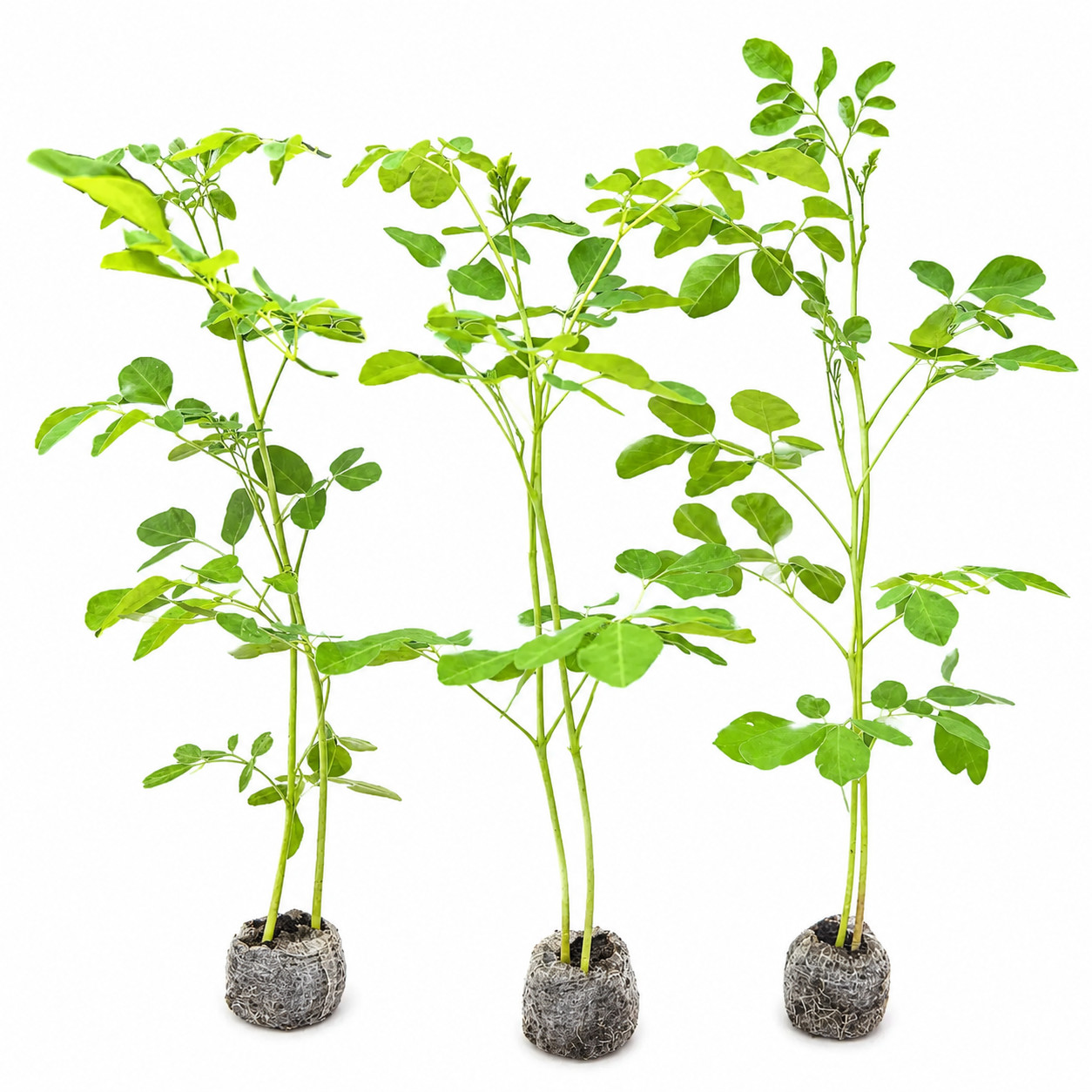 5 Live Moringa Tree Seedling 1 foot+ Moringa Oleifera live Miracle Tree Plant