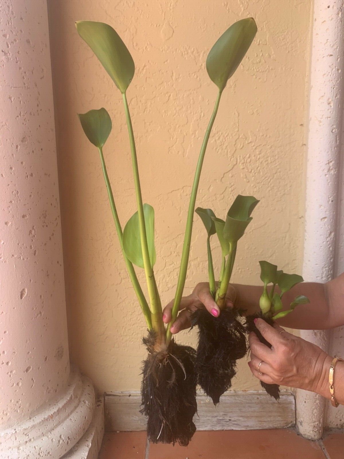 Medium Water Hyacinth Floating 15 Plants Koi Pond Live Fish Aquatic Filtration.