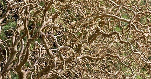 20 Corkscrew Willow Tree Cuttings – Fast Growing Trees for Privacy or Shade – Un
