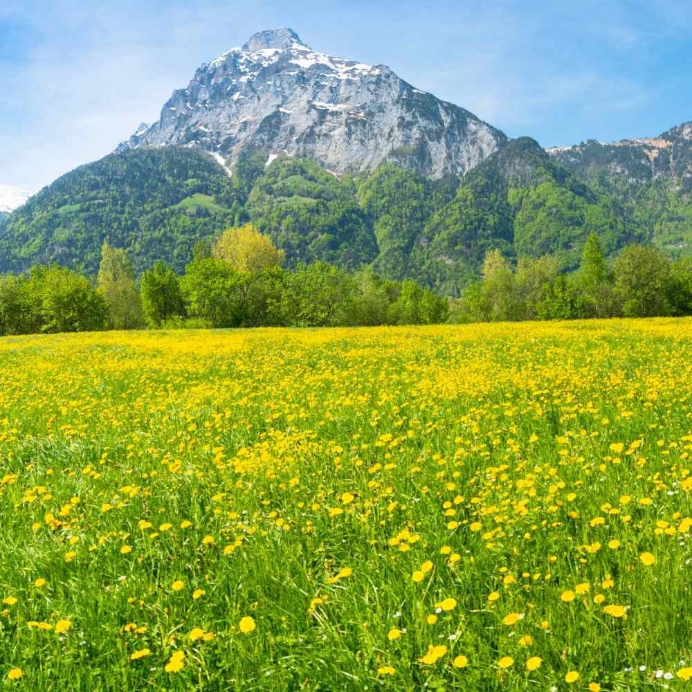 2500-3000 Dandelion Seeds Non-Gmo Prennial Herb Free Shipping