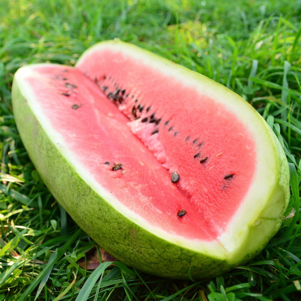 Watermelon Seeds Charleston Grey 20 Ct NON-GMO 25-35 LBS US SELLER FREE SHIPPING
