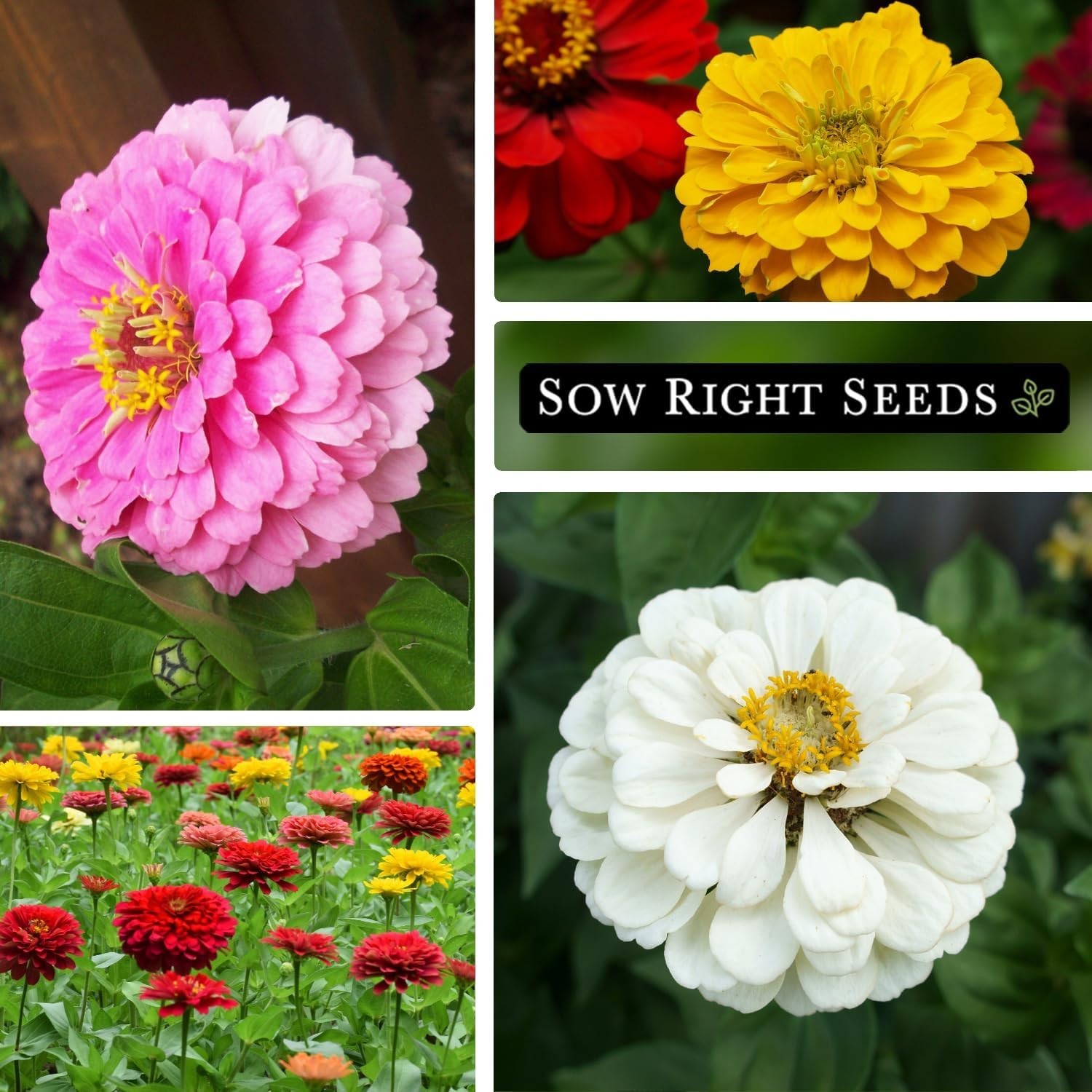 Pollinator-Friendly California Zinnia Seeds – Mixed Colors for Beautiful Blooms