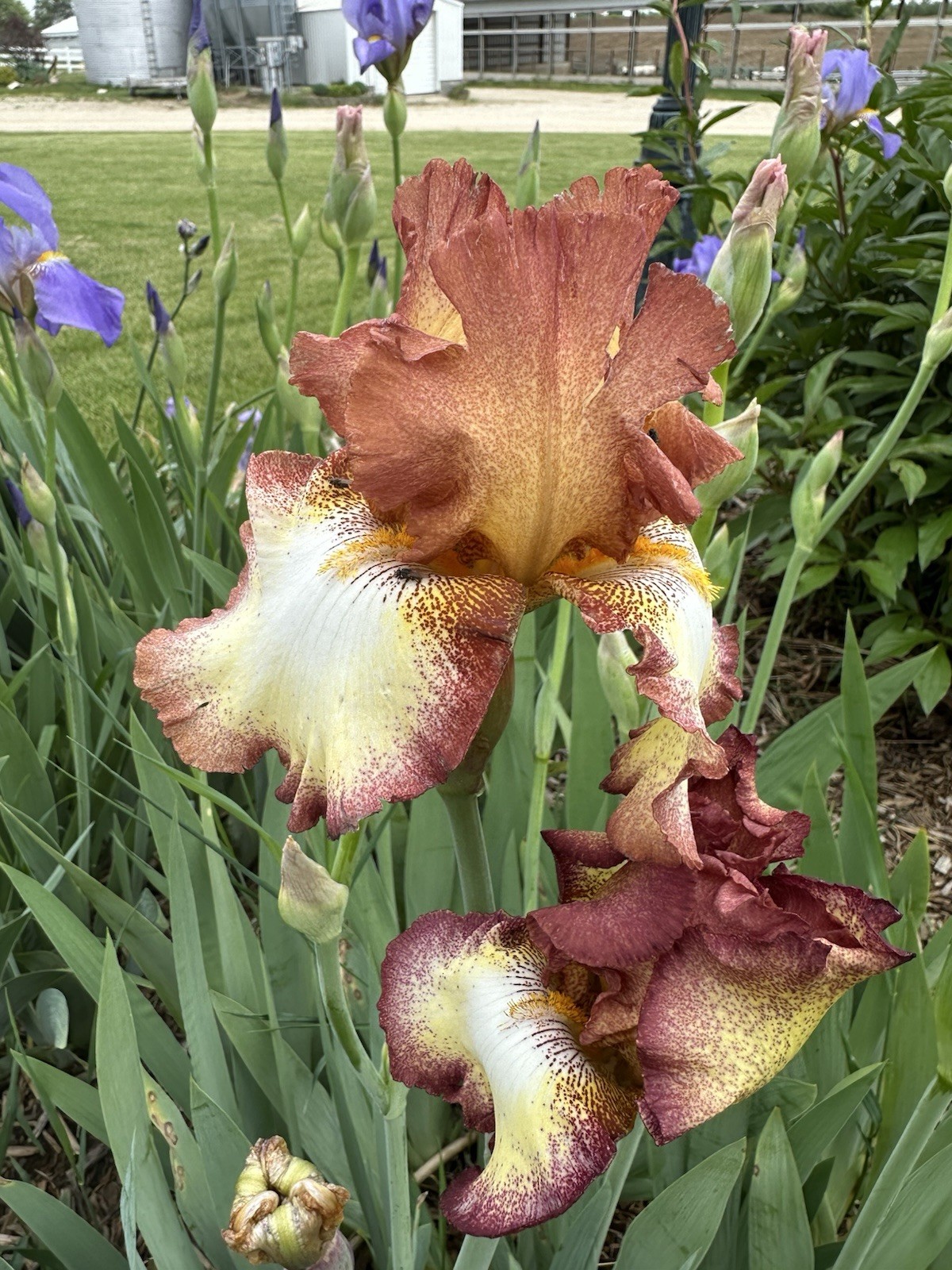 (3) CORAL TALL BEARDED IRIS RHIZOME EYE CATCHING SPRING FLOWERS GARDEN PLANTS
