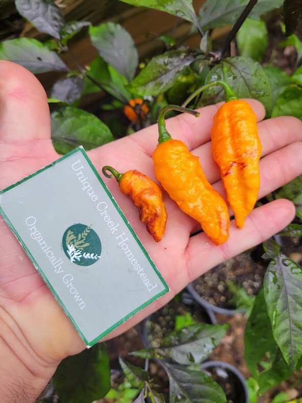 Black Panther Orange SUPER HOT Pepper 25-Seeds 1,100,000 Scoville Unique Creek