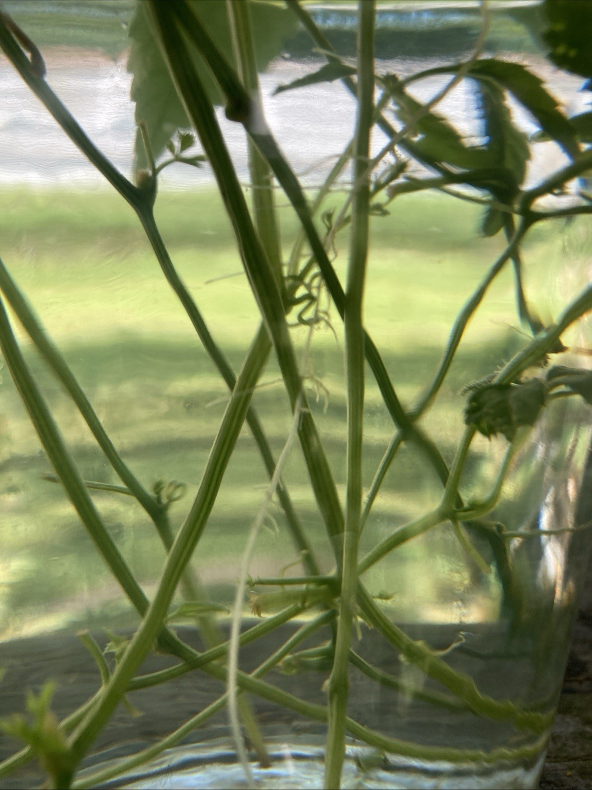 x5 Organic Rooted Jiaogulan Live Plants “immortality herb” BACKnStock/Qty Change