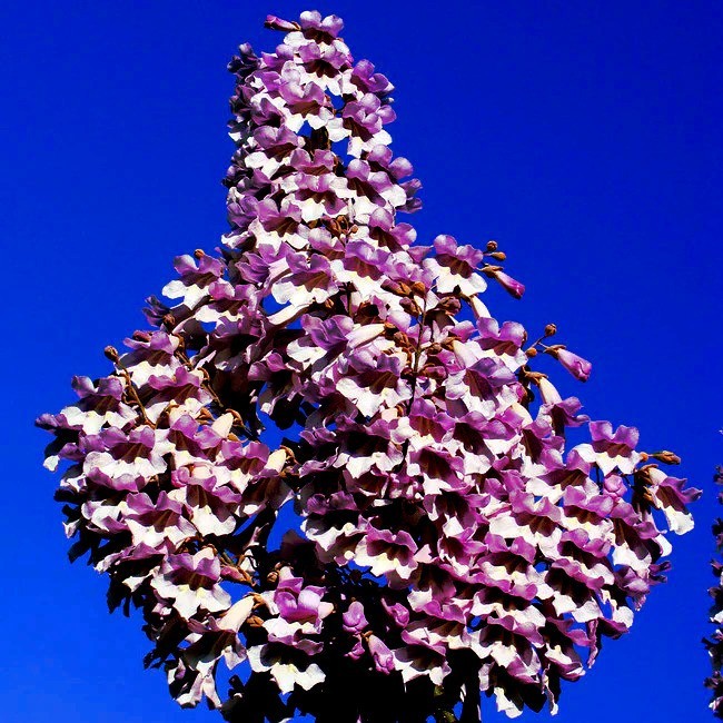 50 Royal Empress Tree Seeds “FASTEST GROWING TREE in the WORLD”