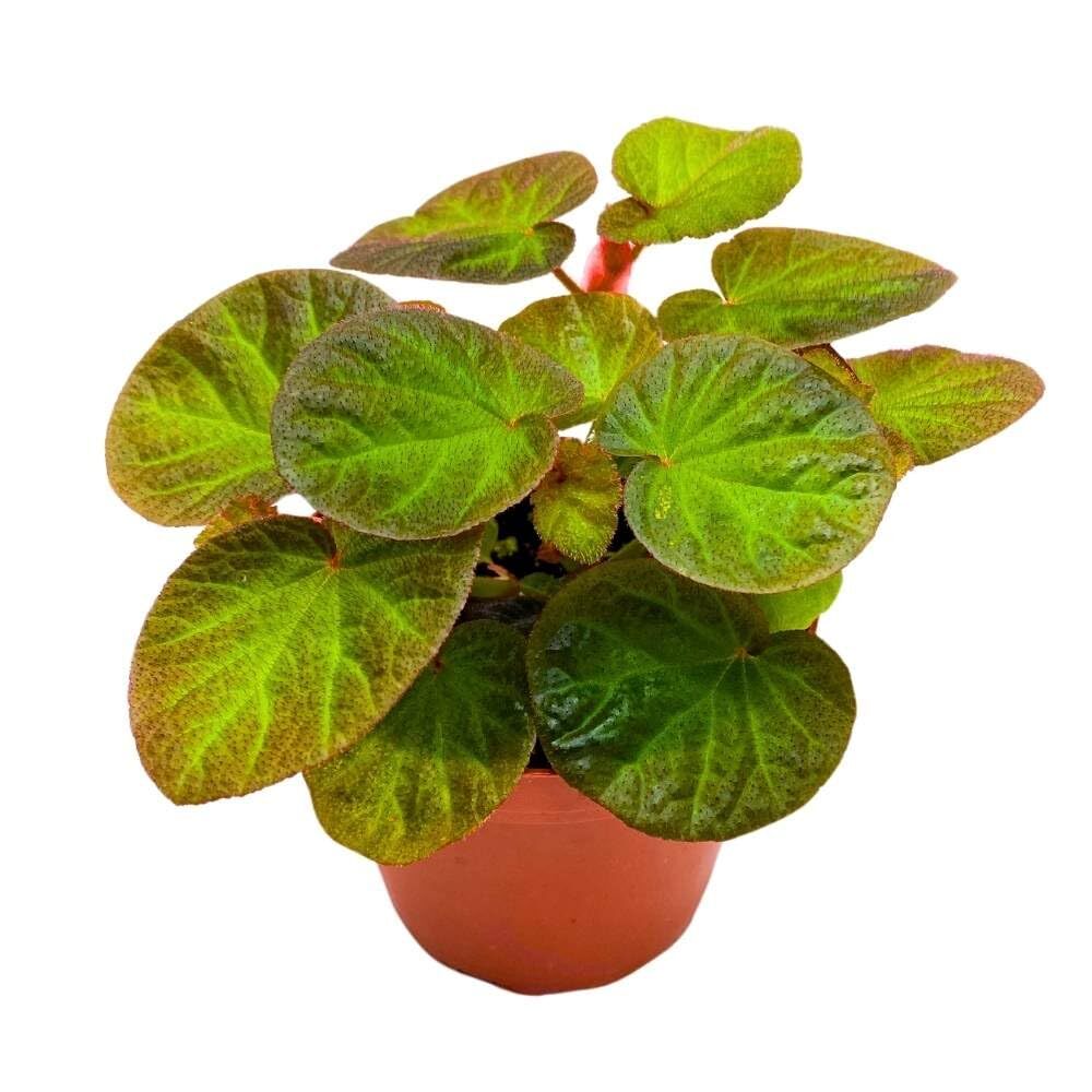 Begonia Manaus, 4 inch Rhizomatous Rhizo Green Orange Brown Fuzzy Leaves
