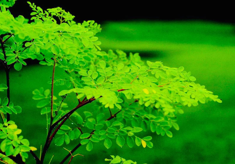 20 Rare dwarf Moringa seeds, Tree of Life, Miracle Plant, Dwarf Moringa
