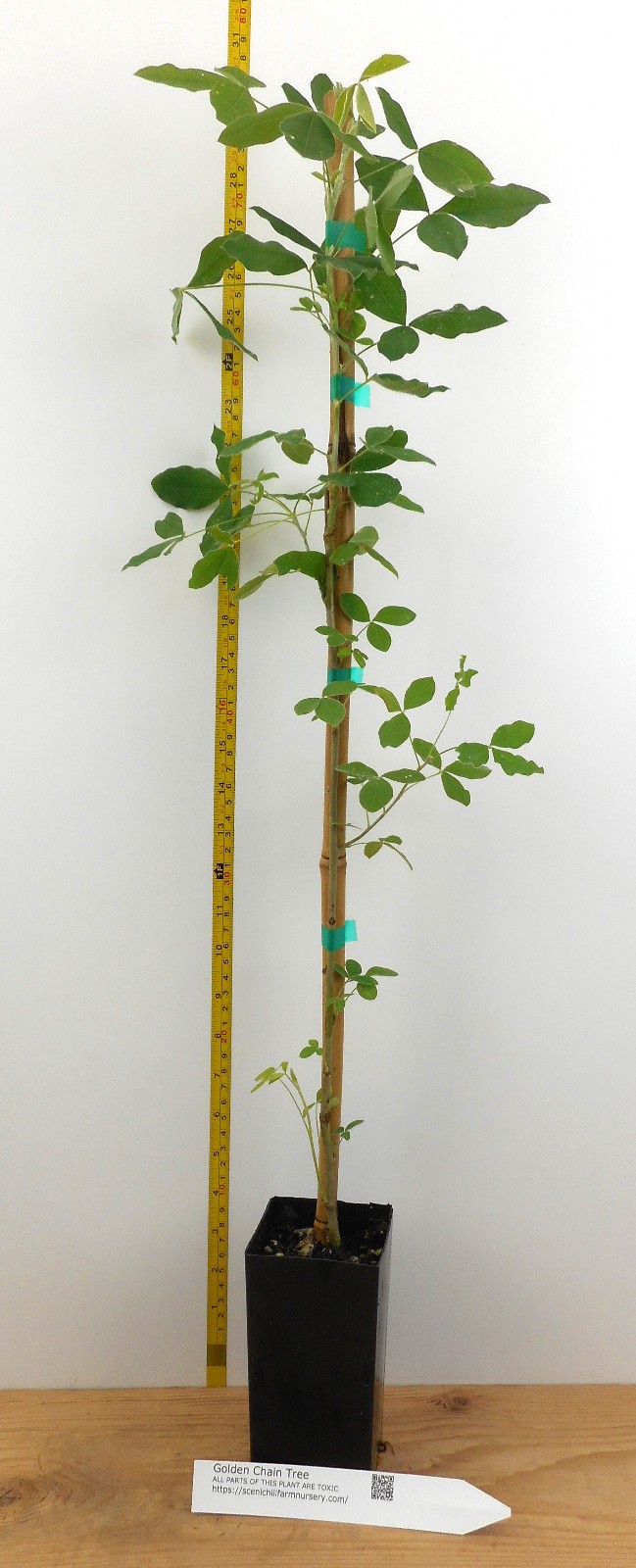 Golden Chain Tree Laburnum anagyroides Live Potted Tree 18-30 Inches Tall