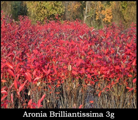 Red Chokeberry, Aronia arbutifolia Brilliantissima, Shrub Seeds (Fall Color)