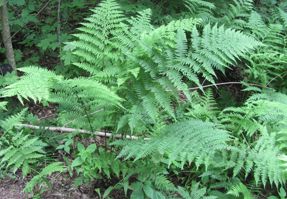 LADY FERN 1003 SPORES (SEEDS*) FILIX FEMINA, COLD HARDY, LARGE UP TO 3′ TALL
