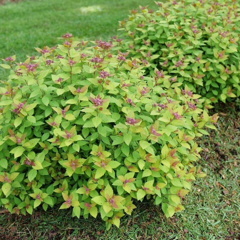 Spiraea Double Play Dolly Japonica Very Durable & Easy Care In Live Plant 4″ Pot