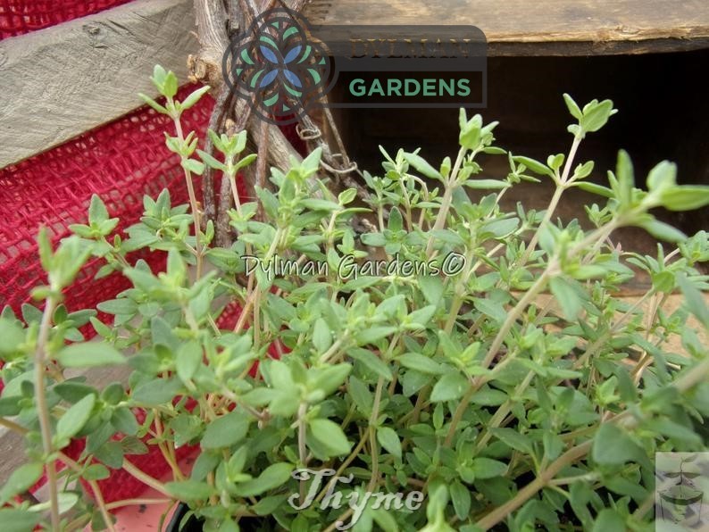 Common Garden Thyme Plant (Thymus vulgaris) Culinary Herb – Multiple Sizes