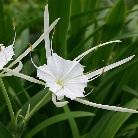 Red Bog Lily & White Spider Lily Marginal Bog pond Plant&FREE Bog Plant