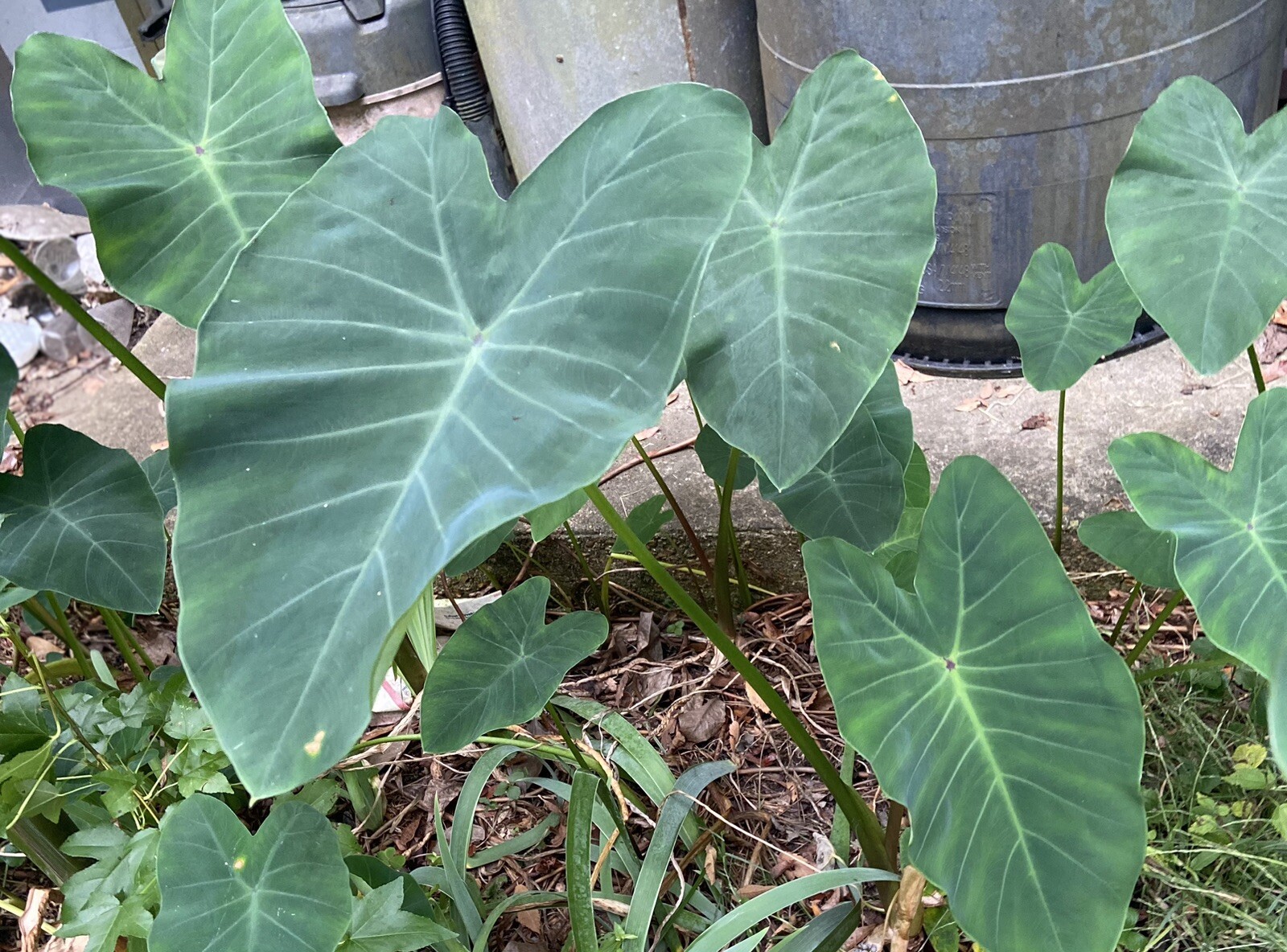 Running Elephant Ears. Multiply Fast This Is For “2’’ Plants