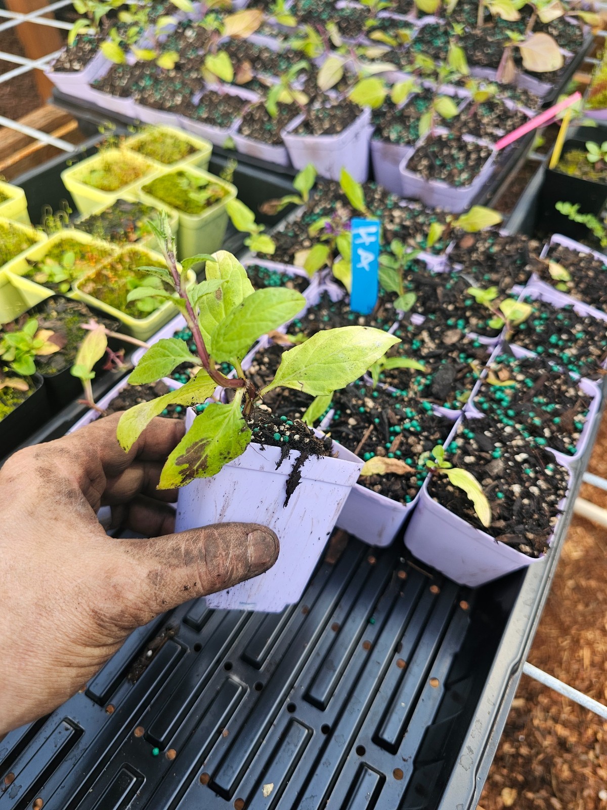 8 VARIETY PACK EDIBLE MINT PLANTS chocolate, pineapple, mojito, orange, apple
