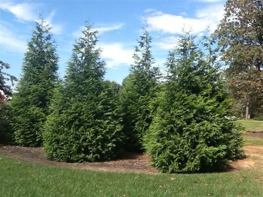 3 Green Giant Arbovitae 2.5 In Pot 6-12″ Height